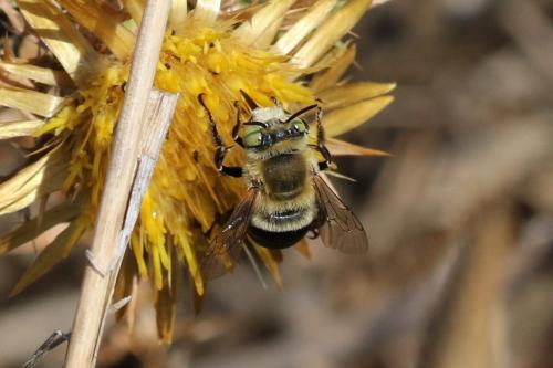 Réf. 327 764 : Anthophora fulvodimidiata